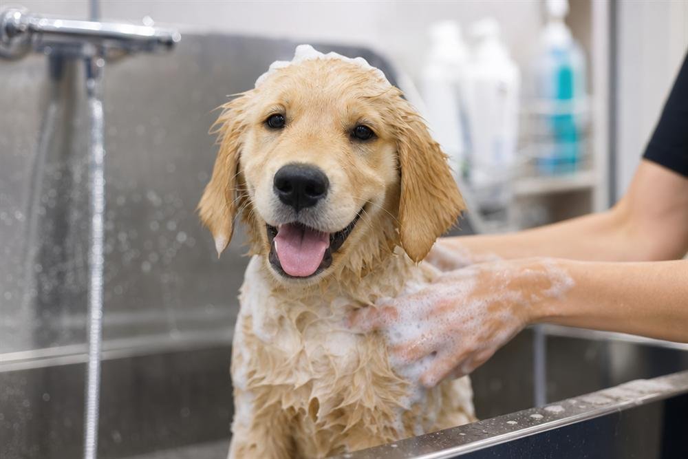 Golden retriever puppy being gently bathed