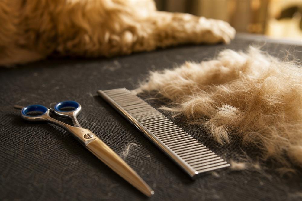 Grooming scissors and comb next to soft fur clippings